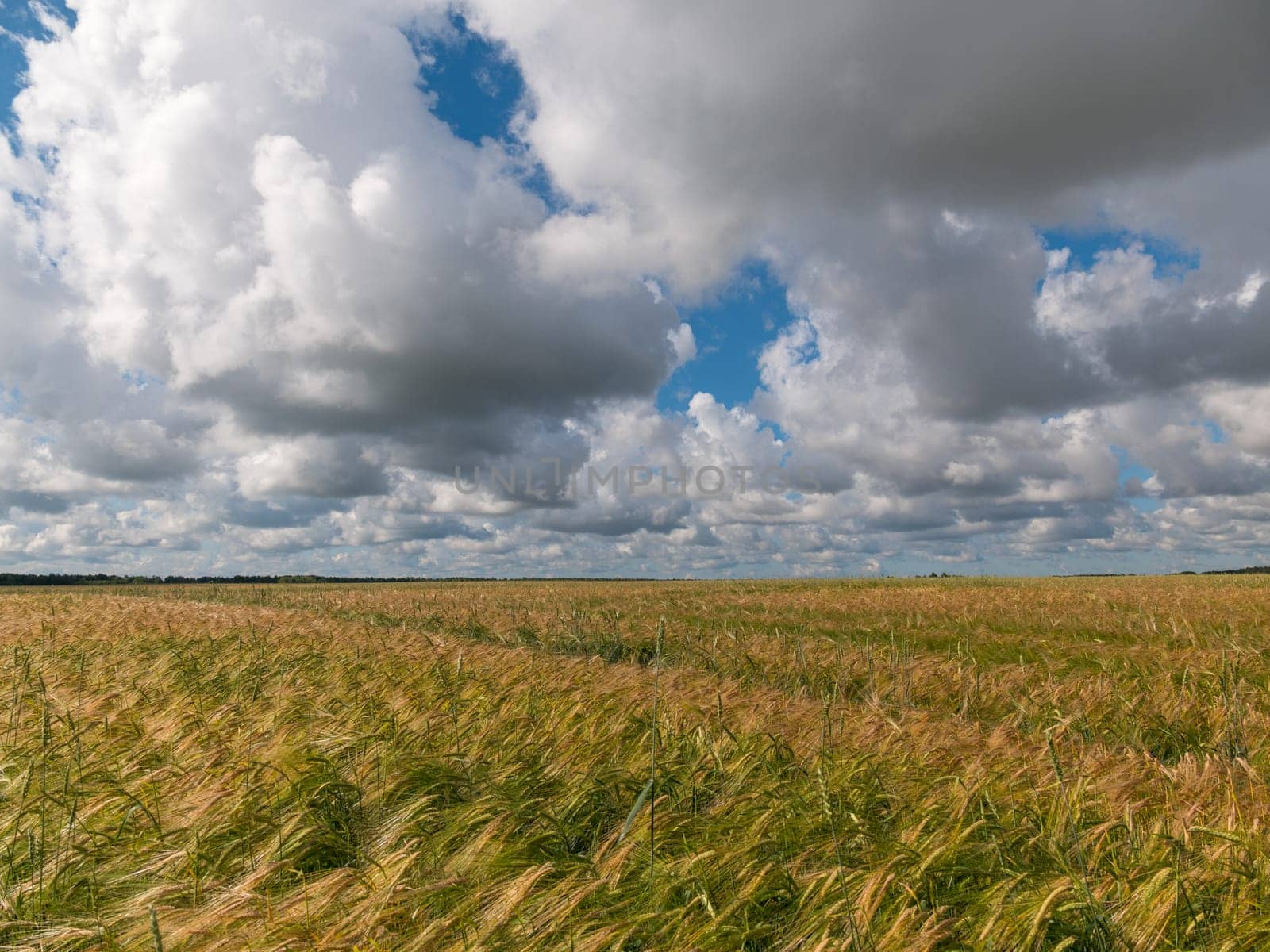 Yellow grain ready for harvest growing in a farm field.
