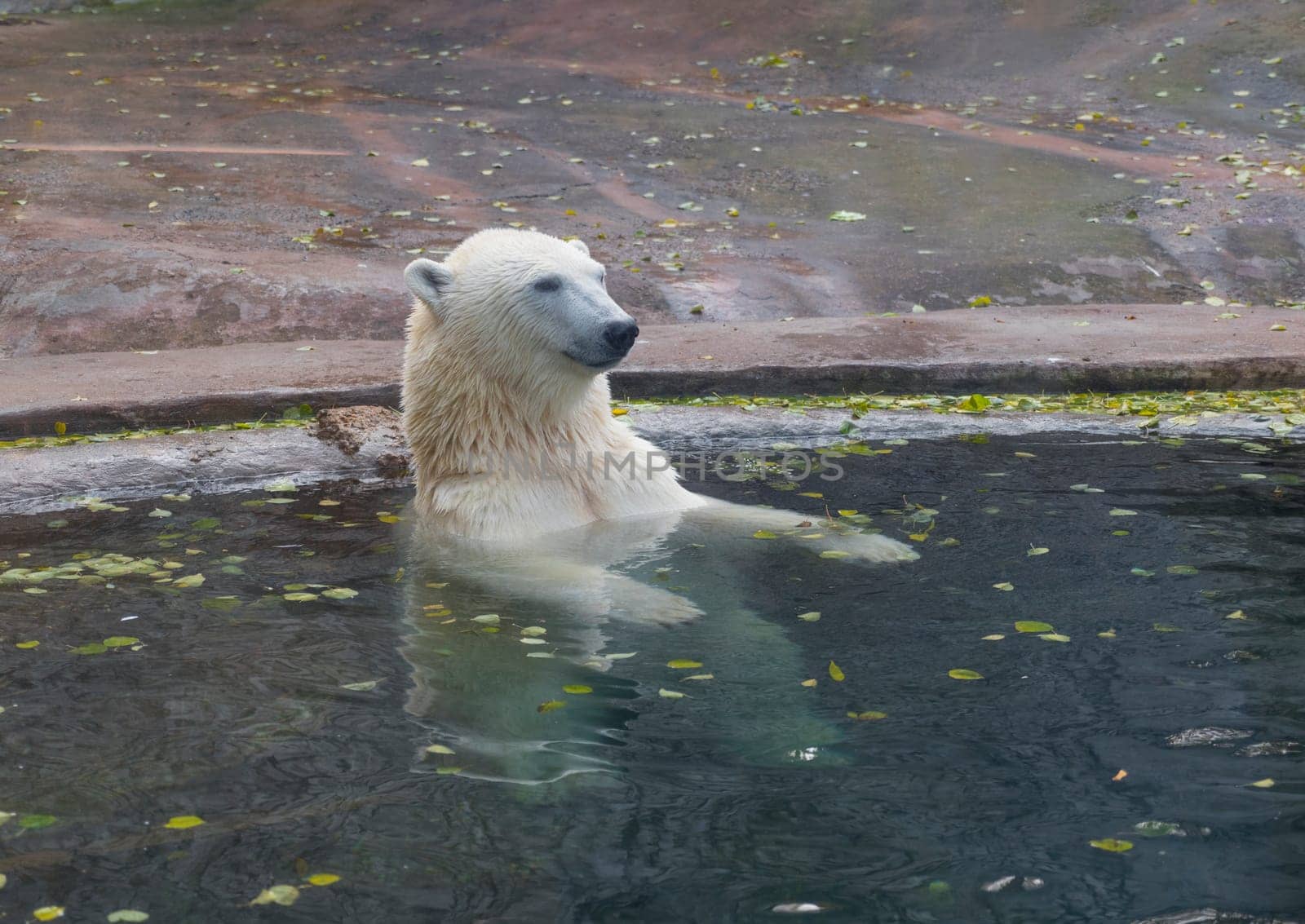 Beautiful Polar bear playing in water in autumn.