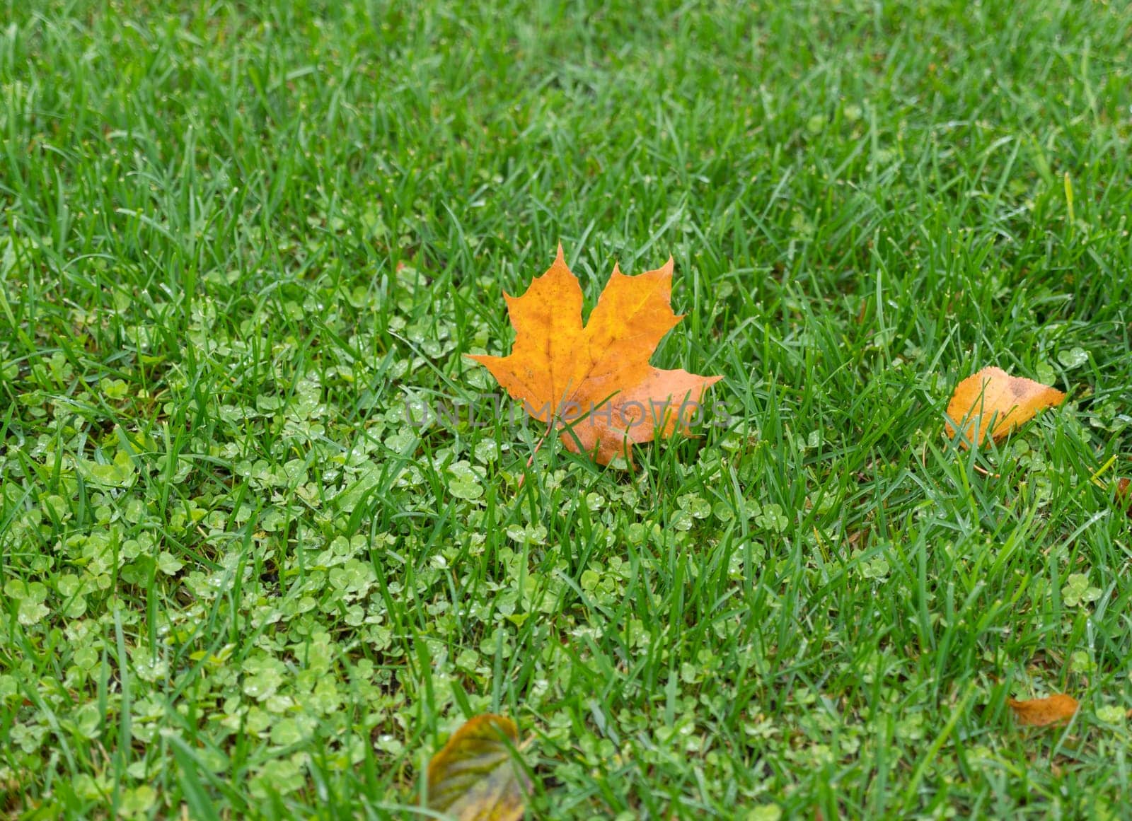 maple closeup leaf on a background of green grass.