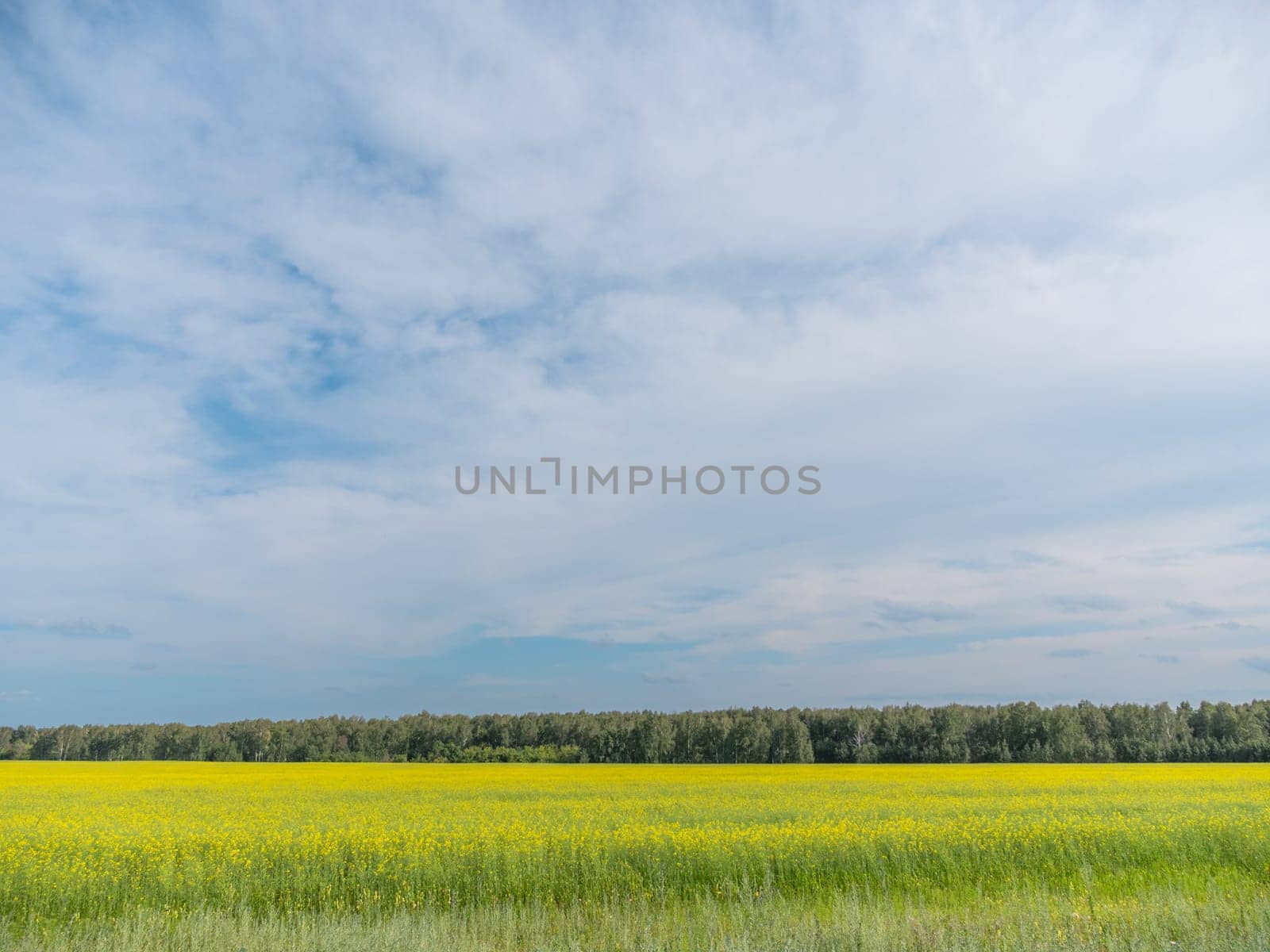 Landscape of field yellow grass and the cloudy sky.