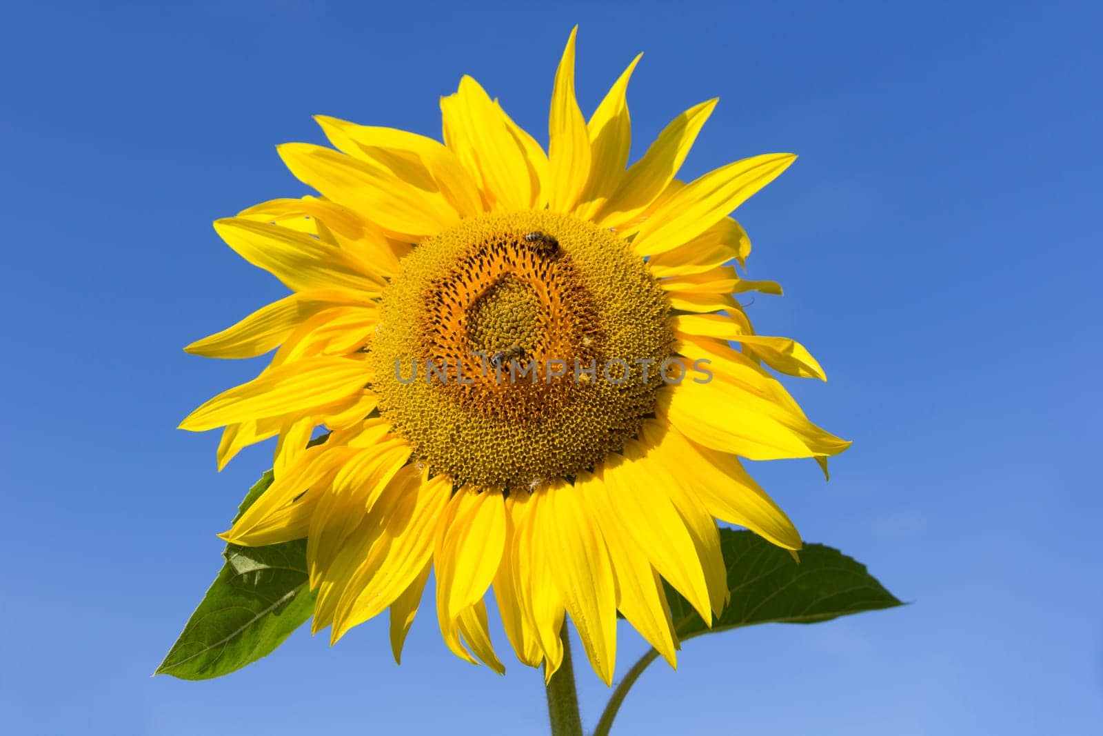 Field of flowering sunflowers with bees collecting honey.