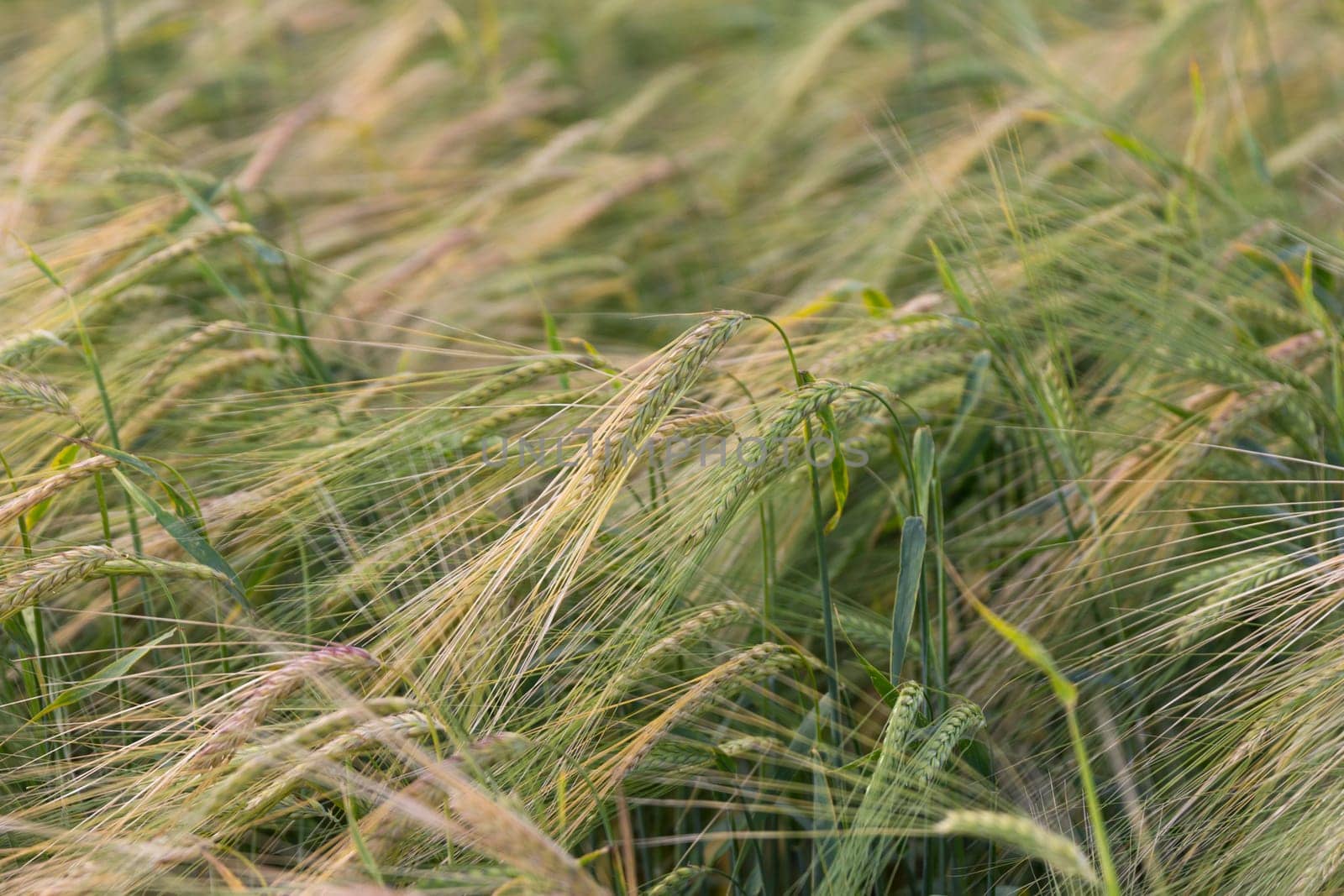 Yellow grain ready for harvest growing in a farm field.