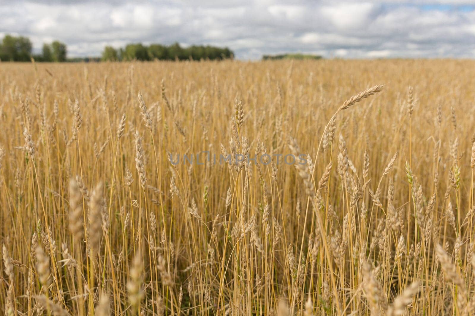 Yellow grain ready for harvest growing in a farm field.