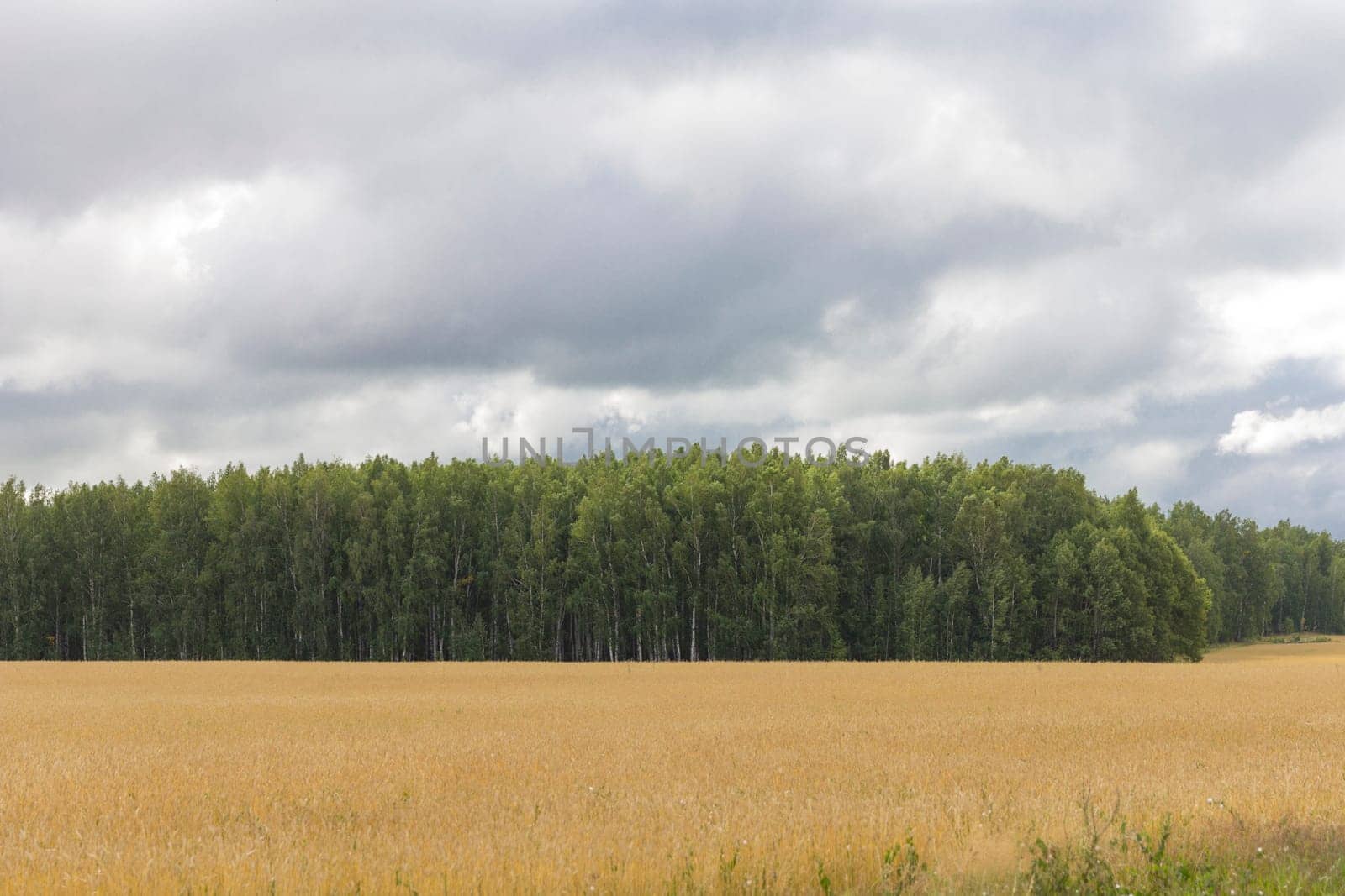 Yellow grain ready for harvest growing in a farm field.