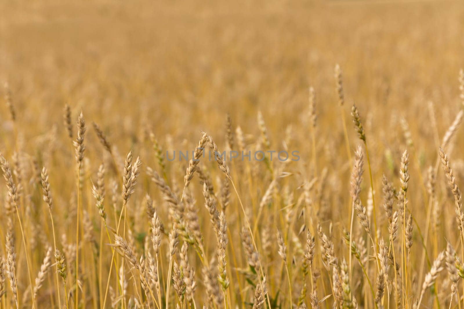 Yellow grain ready for harvest growing in a farm field.