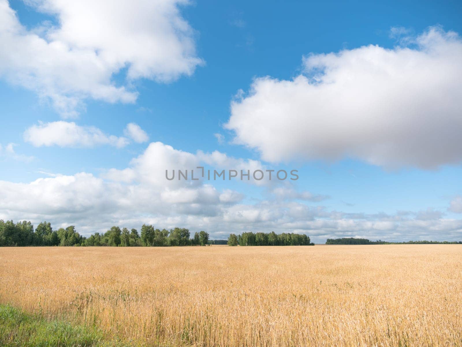 Yellow grain ready for harvest growing in a farm field.