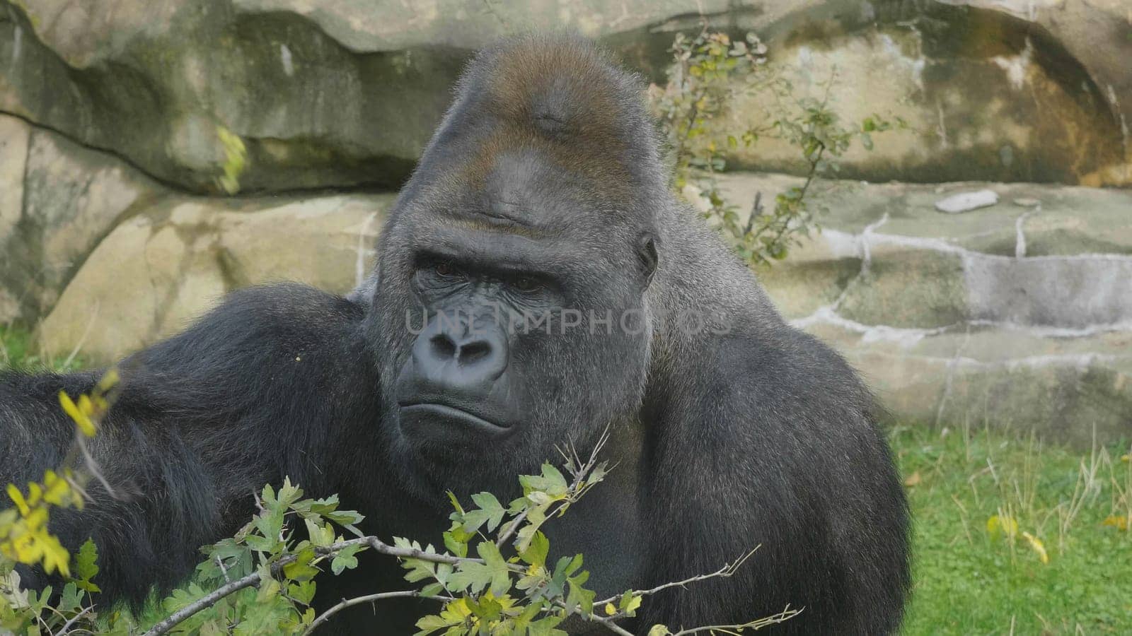 Lowland gorilla on the epic pose of solving his problems.