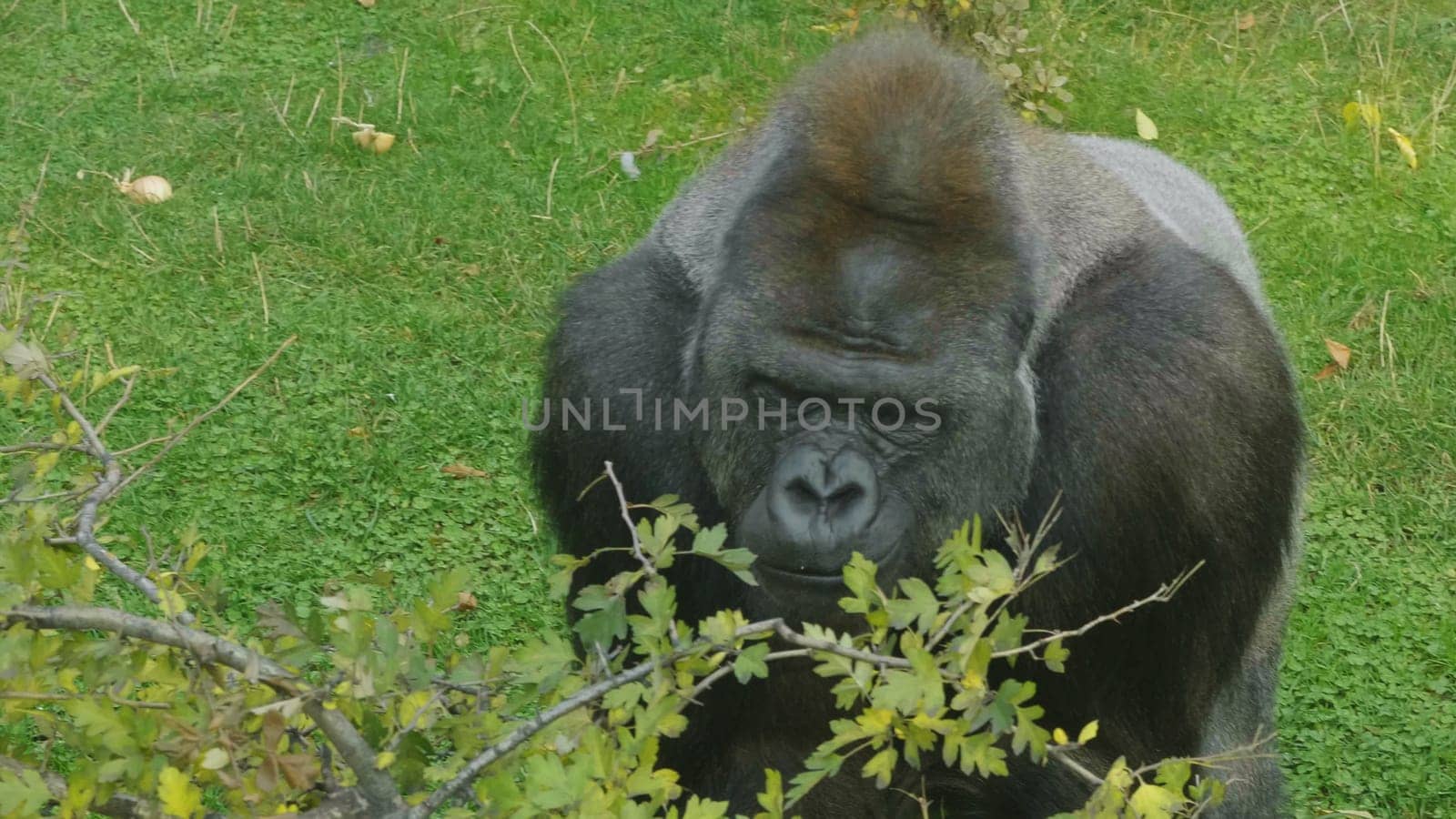 Lowland gorilla on the epic pose of solving his problems.