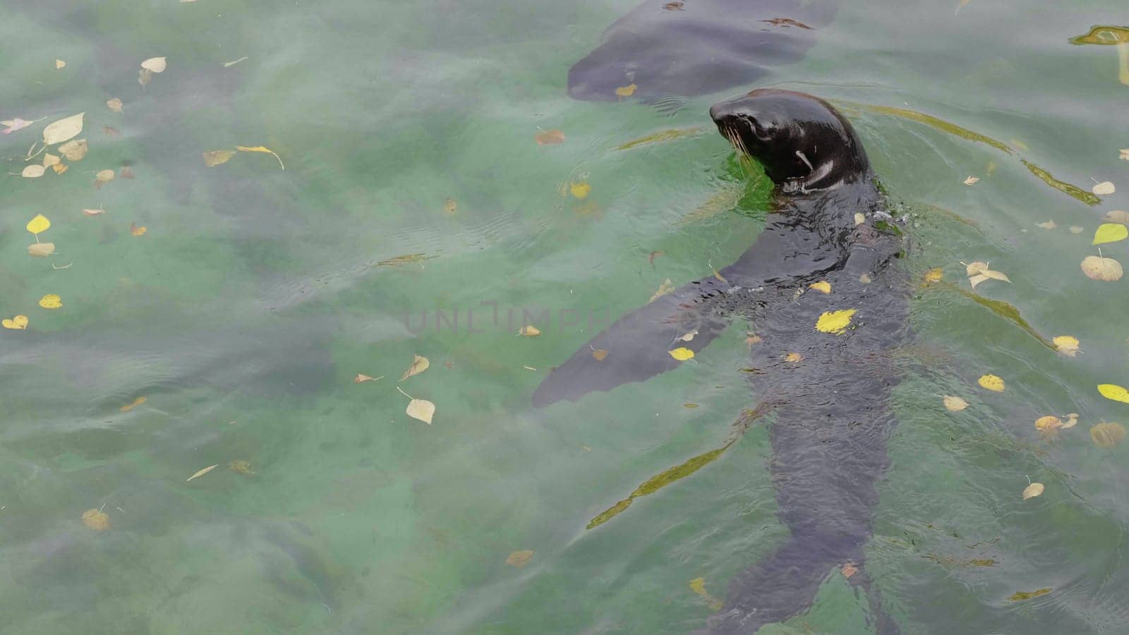 Critically endangered Mediterranean monk seal.