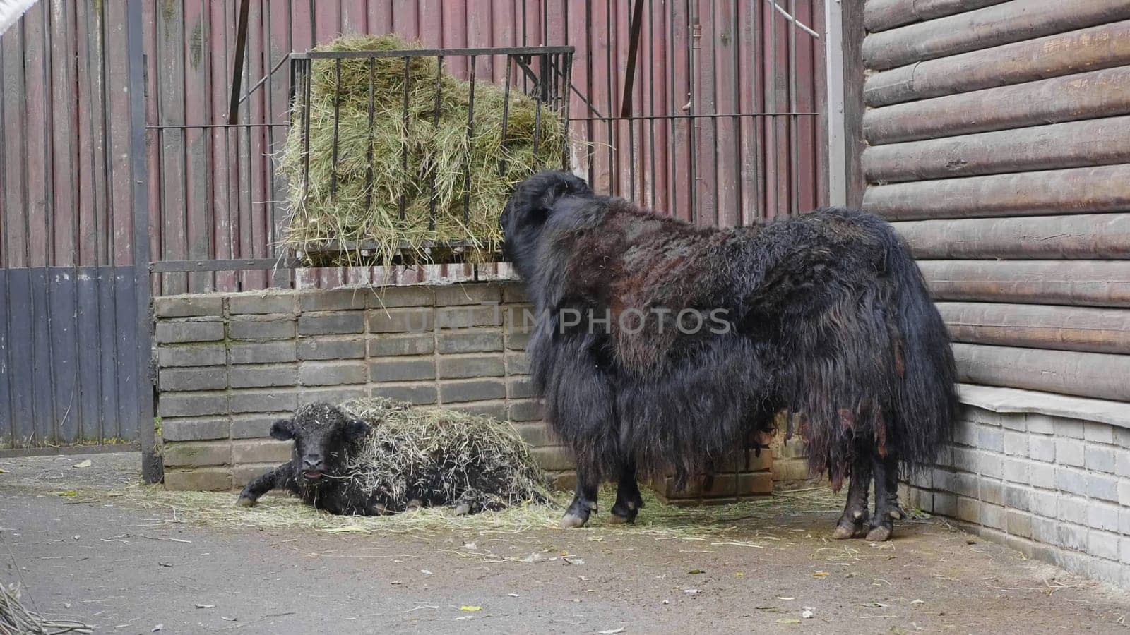 Old Tibetan yak with long black wool and big horns goes along a mountain pasture.