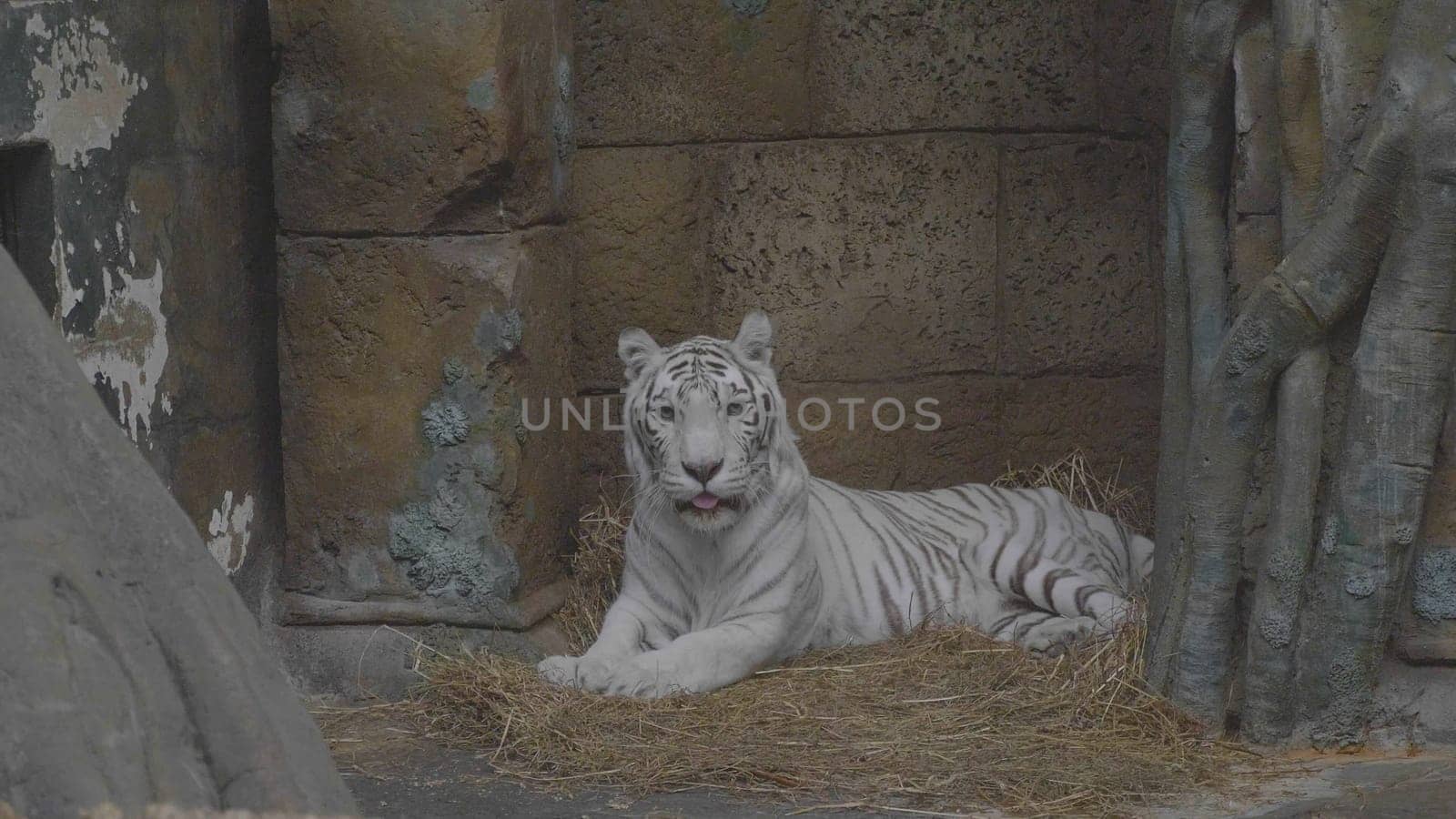Tiger albino lies, a white Amur rare species.