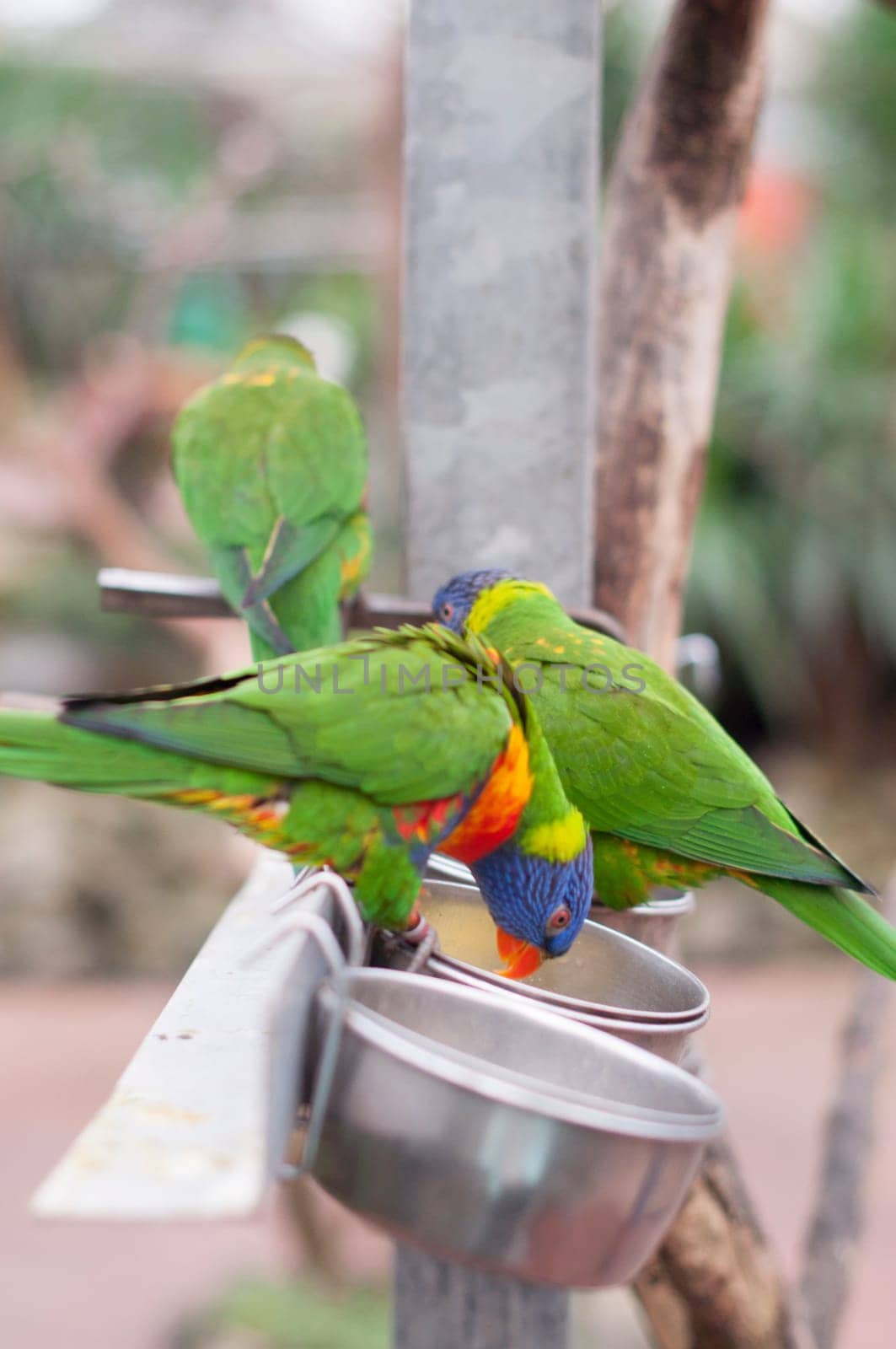 bright colorful rainbow lorikeet, cleans feathers and eats from the feeder, close-up. High quality photo