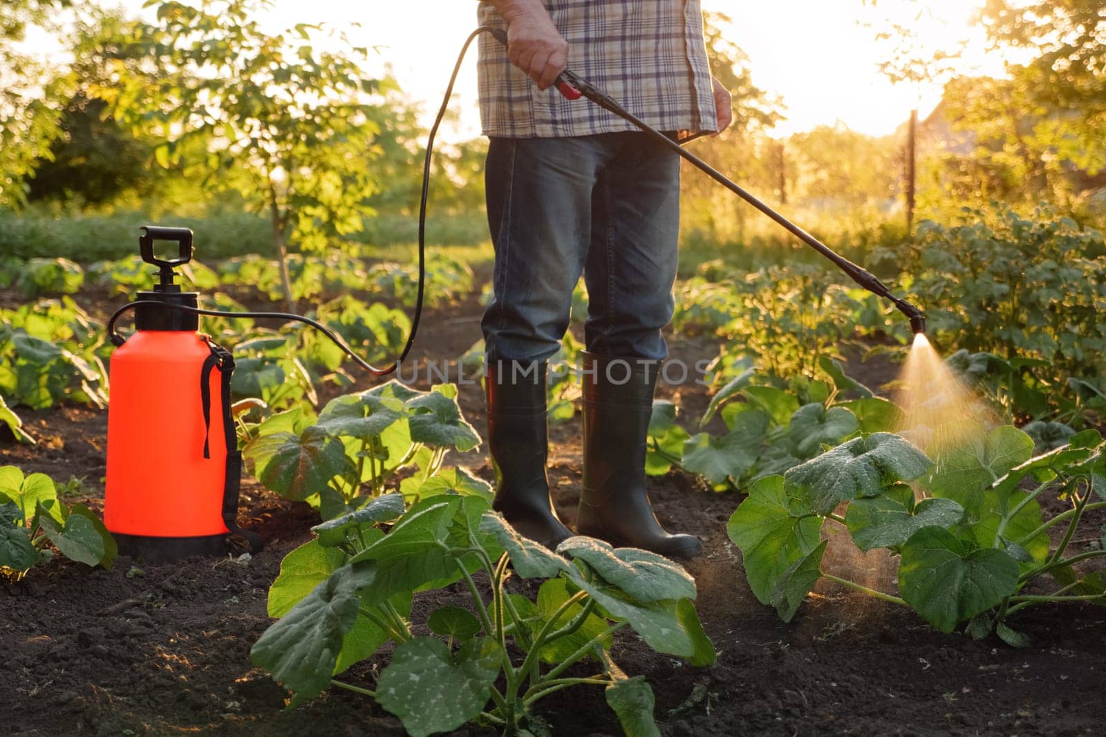 Farmer spraying pesticide sprayer garden farm vegetable garden spraying crop protection plant field rows. Agriculture fertilizer spraying insecticide. Fungicide. Herbicide. Backpack sprayer knapsack by synel