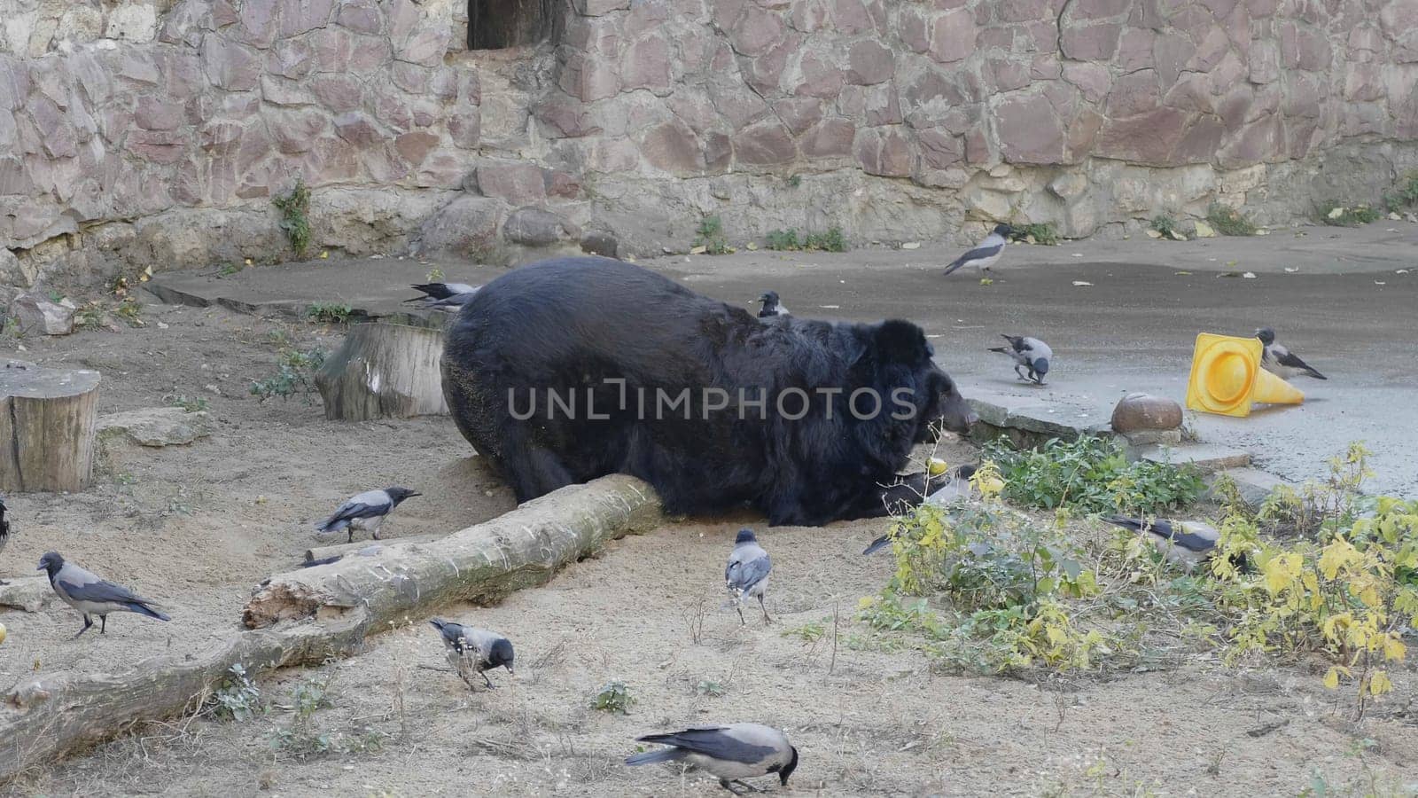 Himalayan bear or Ussuri black bear (Ursus thibetanus).