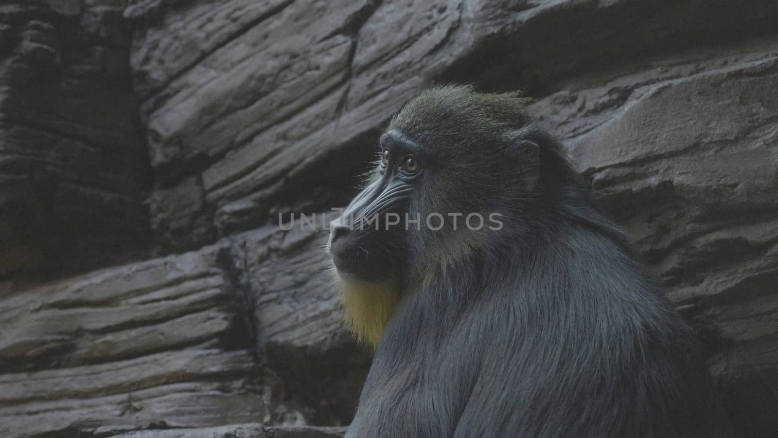 Colorful mandrill Mandrillus sphinx, sitting on a tree and scratching his leg.