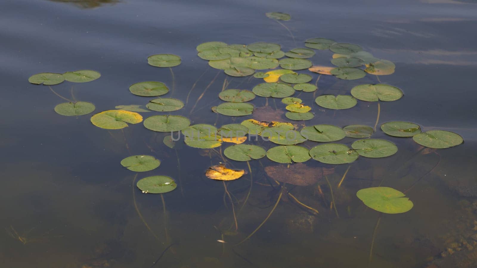 White lily flower in the water with green leaves on a lake.