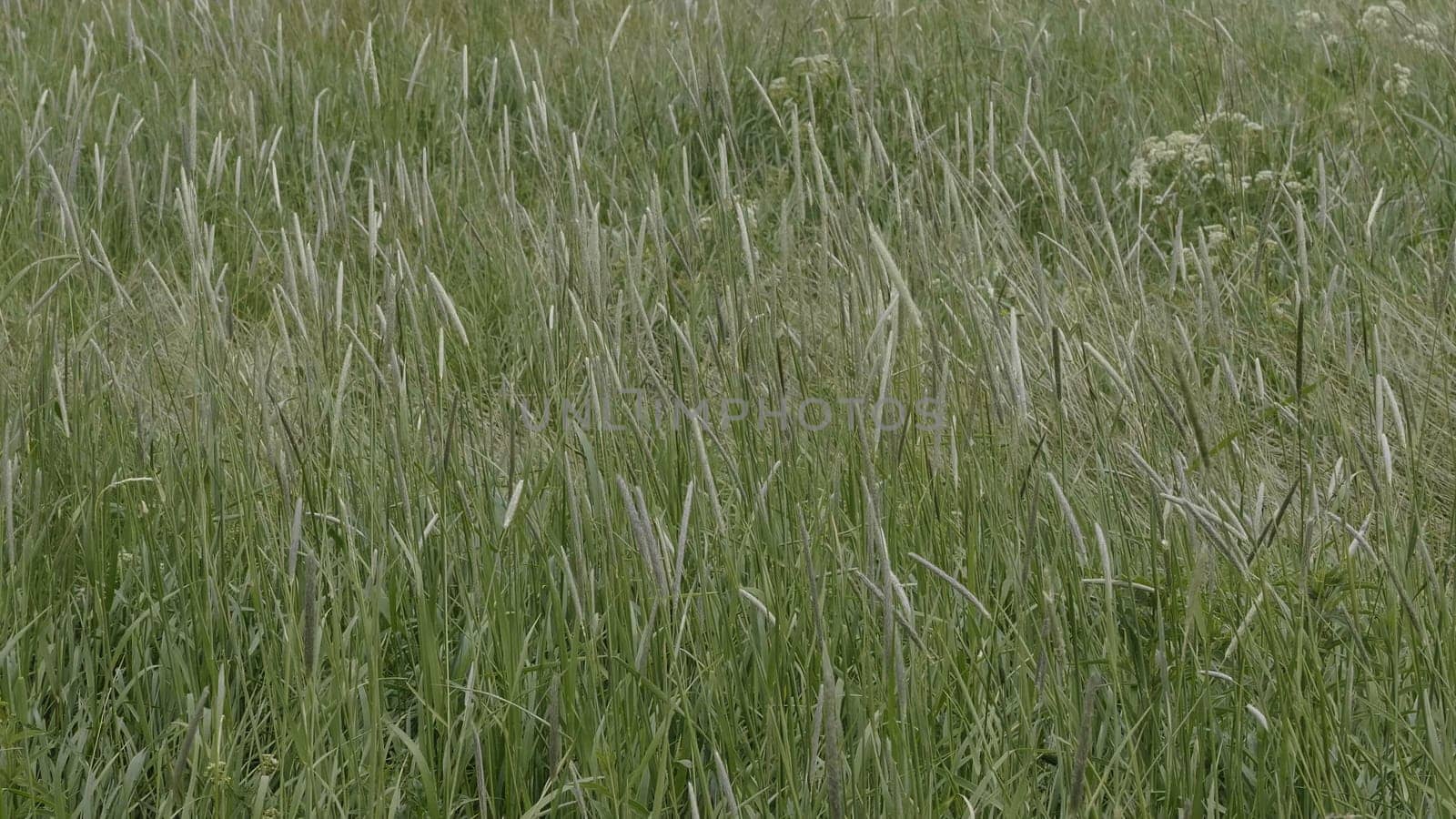 Fields of wheat at the end of summer fully ripe.