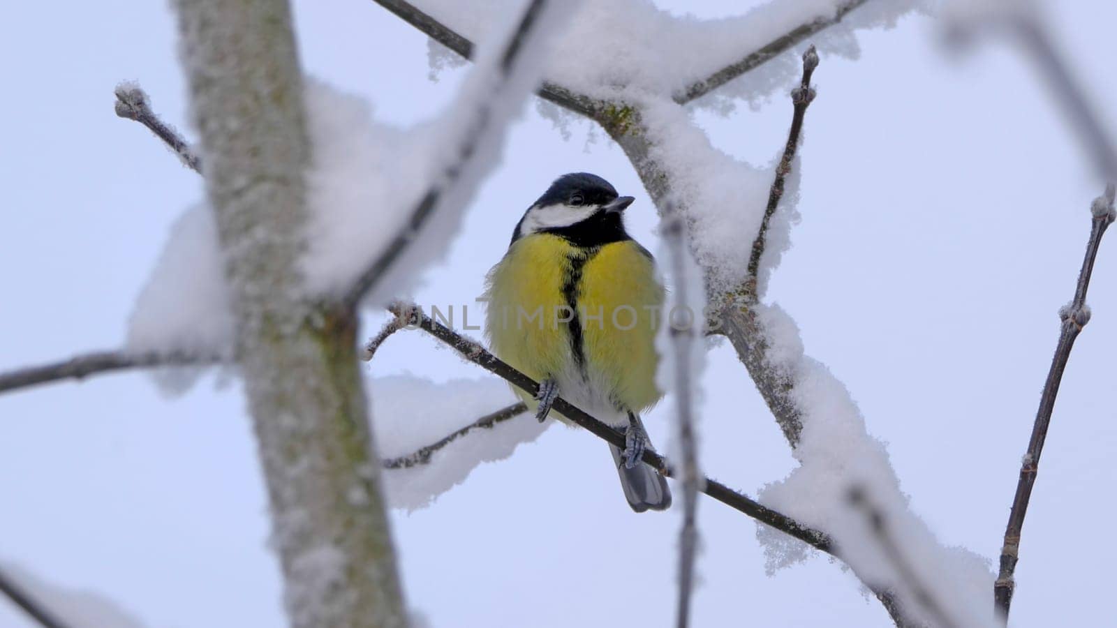 Birds near Moscow, yellow oatmeal on a tree branch.