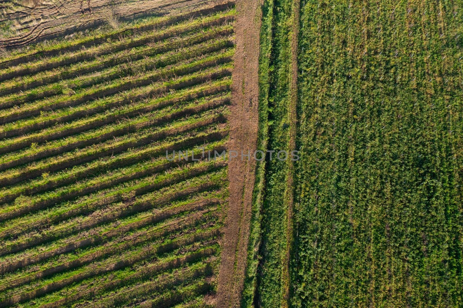 Agricultural field aerial view by andreonegin