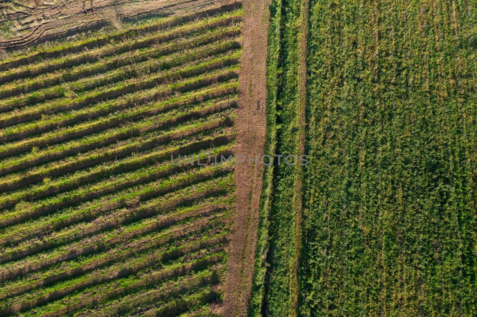 Agricultural field aerial view. Two agricultural field near each other