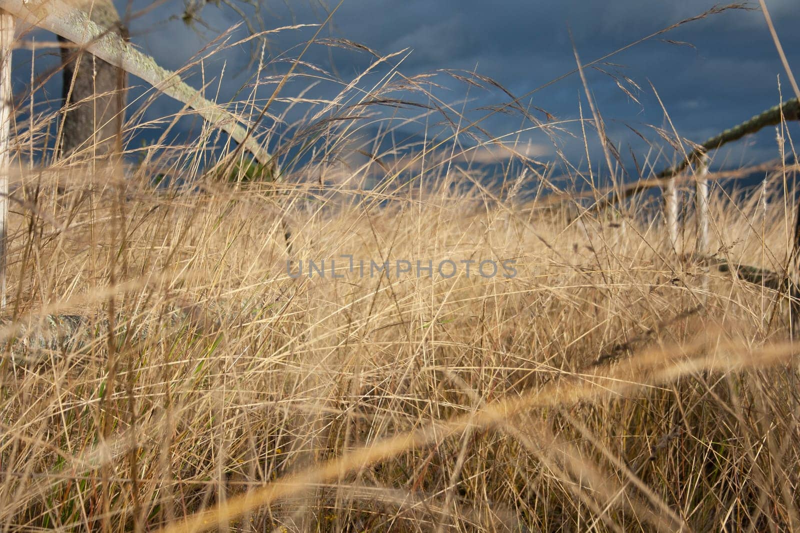 path in a meadow with dry grass and a blue sky in the background. the road has some wood on the sides