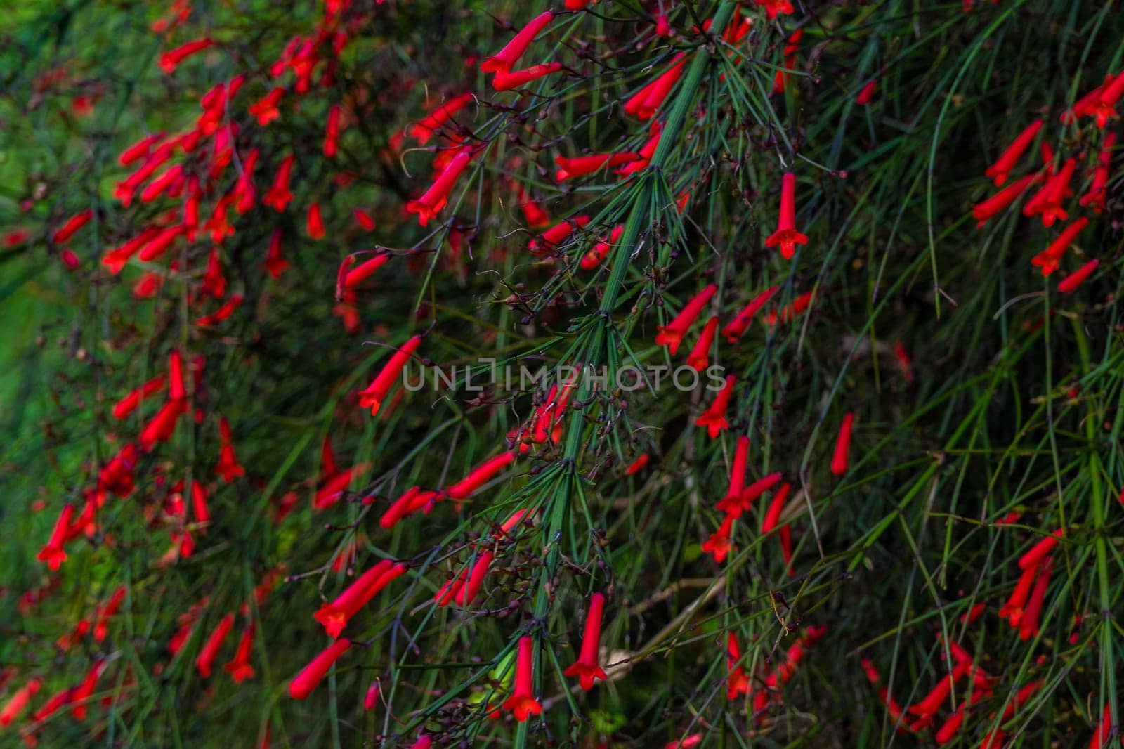Closeup of a beautiful russelia equisetiformis plant. Nature Photography.