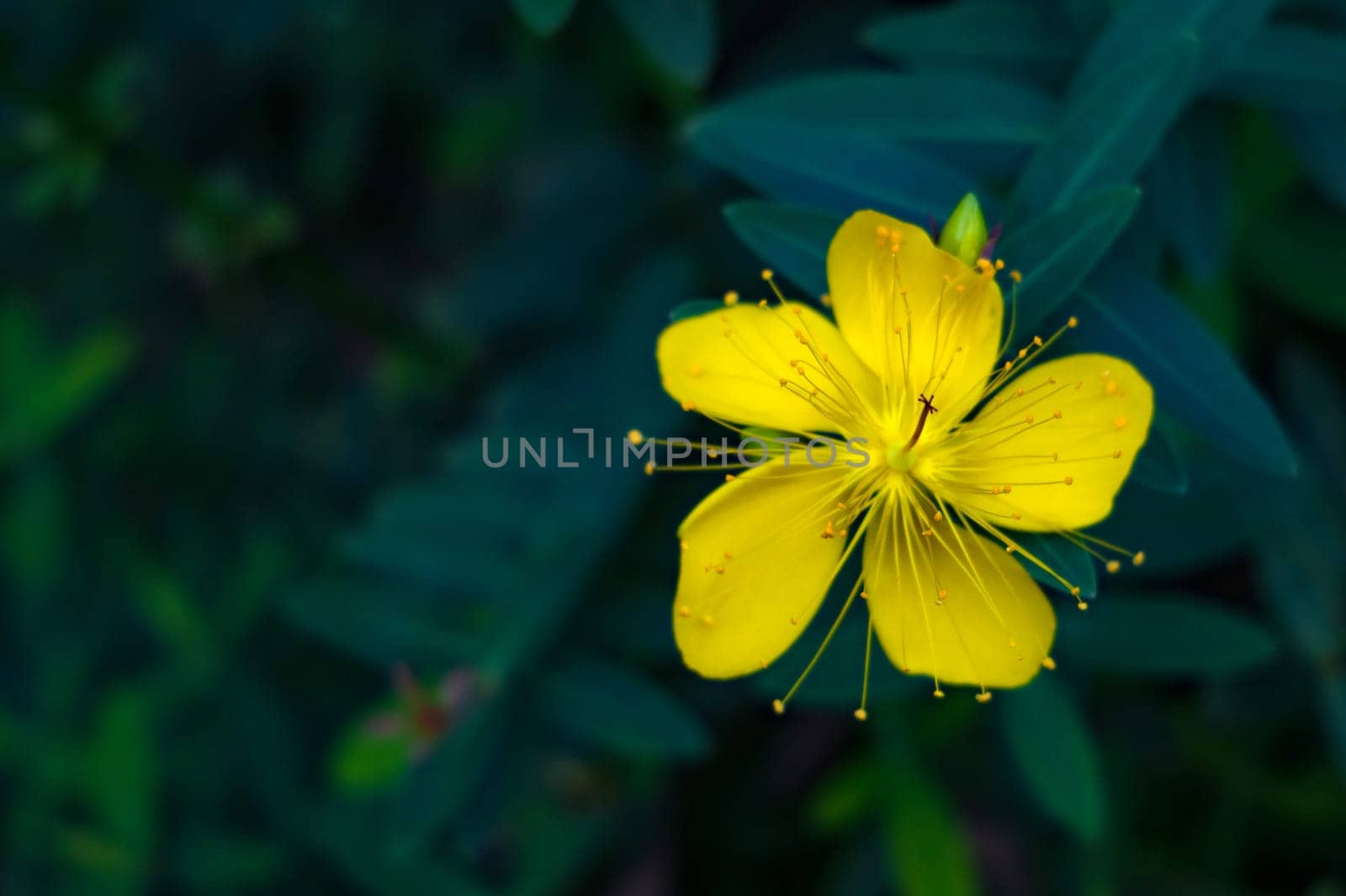 Close up of Coreopsis lanceolata yellow flower in the garden. Nature Photography.