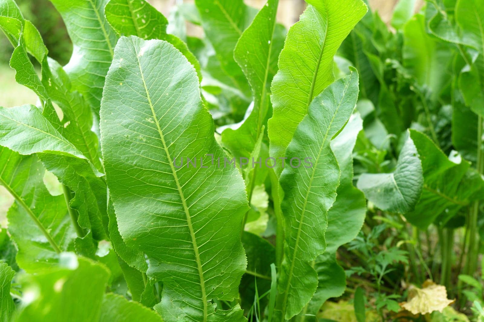 Leaves of horseradish Latin Armoracia rusticana, a perennial vegetable growing. Selective focus