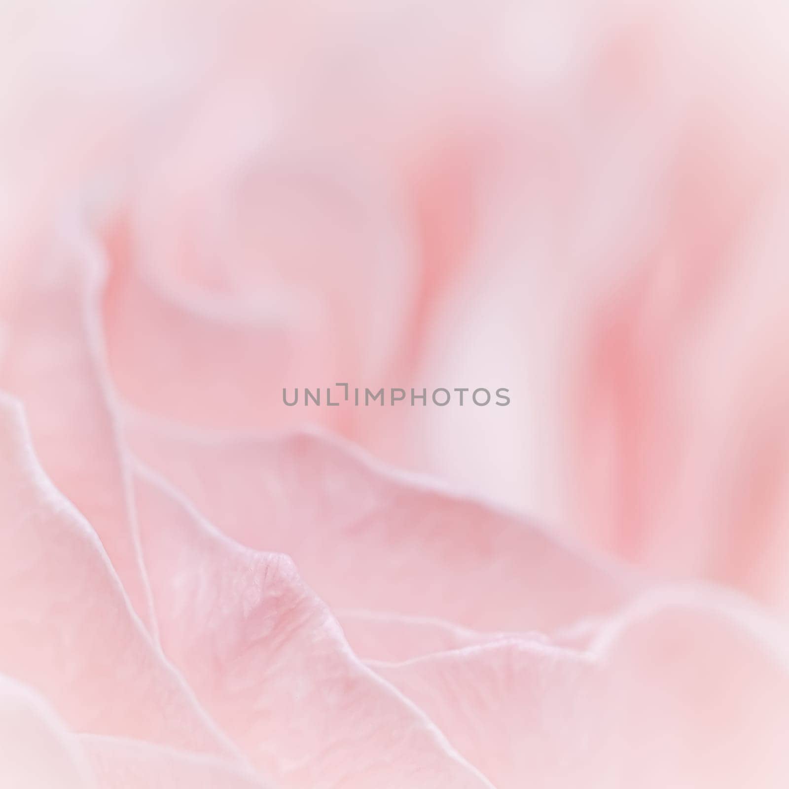 Abstract floral background, pink pale rose flower petals, soft focus. Macro flowers backdrop for holiday brand design