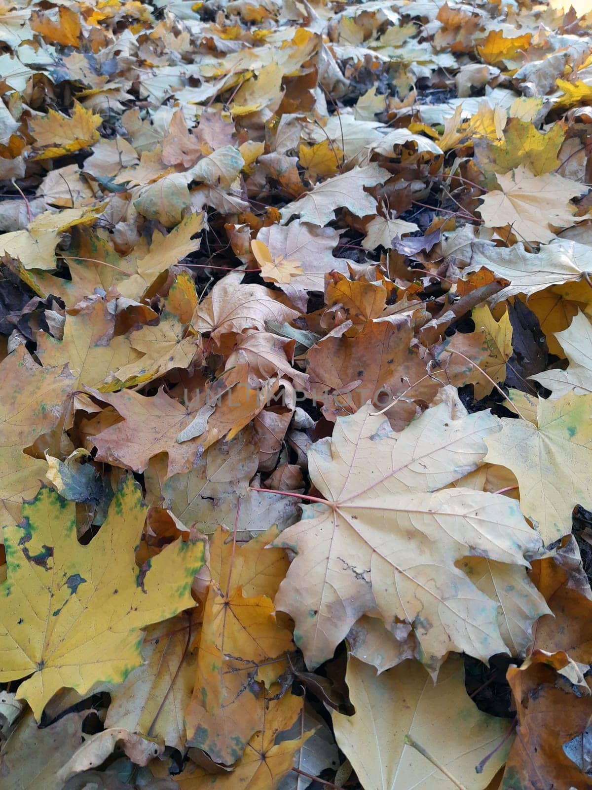 Autumn fallen yellow maple leaves on the ground in the park close-up. Yellow foliage. Autumn maple leaves on the ground.