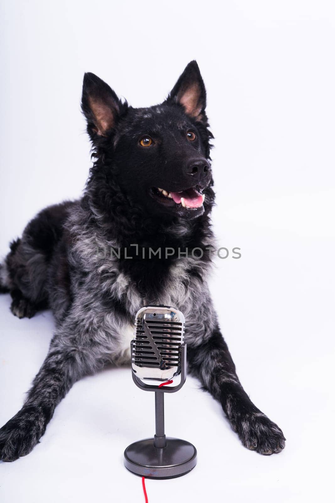 Beatiful mudi dog singing into a microphone in studio ehite background by Zelenin