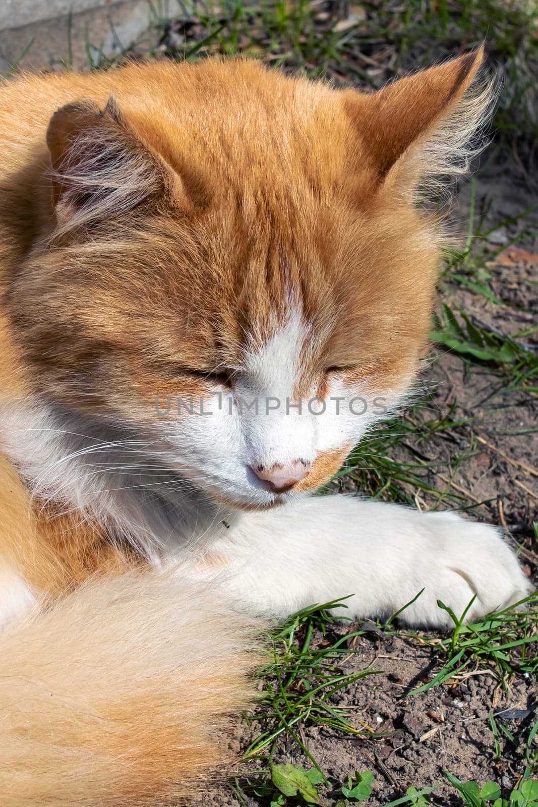 Red cat sleeping on grass in the sun close up