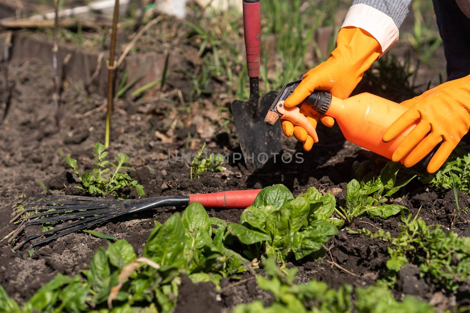 working with spinach in the farm garden.