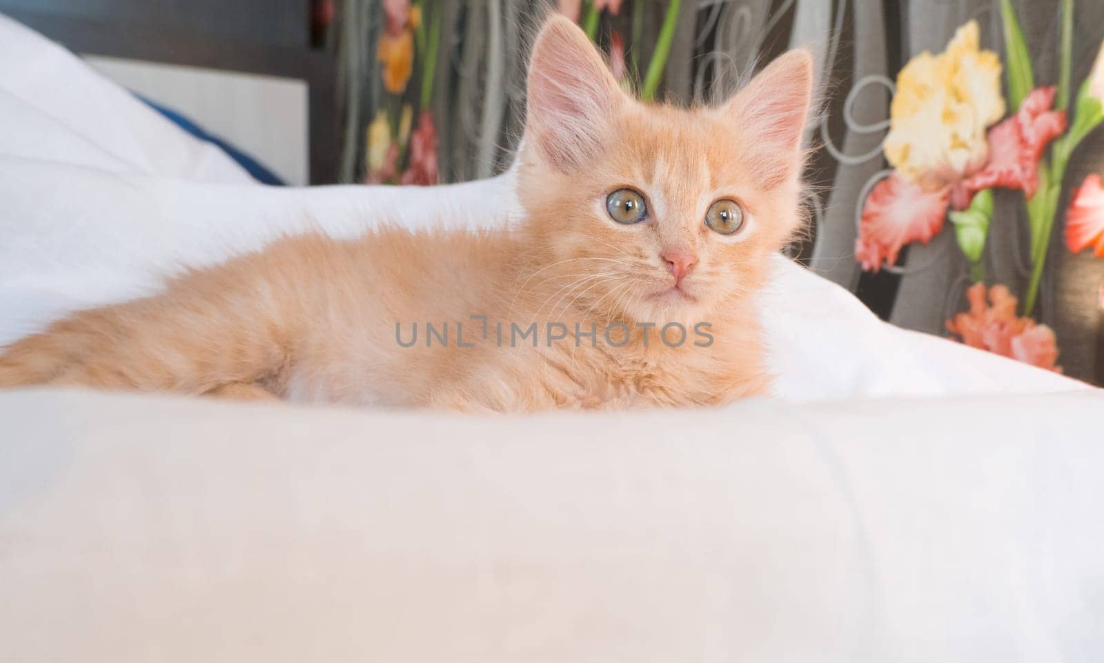 Cute little ginger kitten lies and plays on a white blanket.