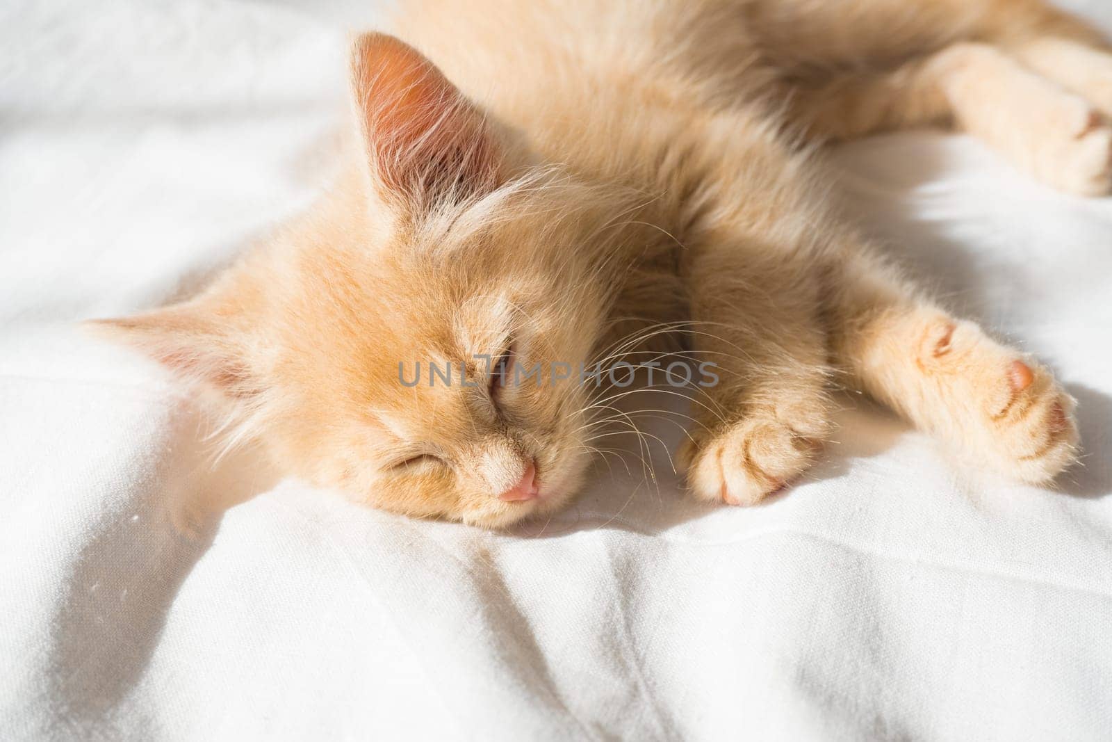 Cute little ginger kitten sleeps on a white blanket.