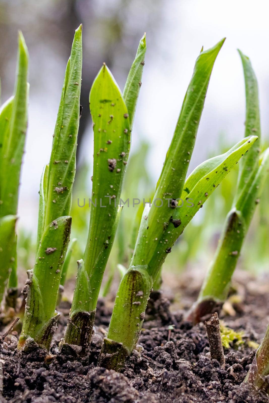 Green sprouts of a plant on black earth, macro photo