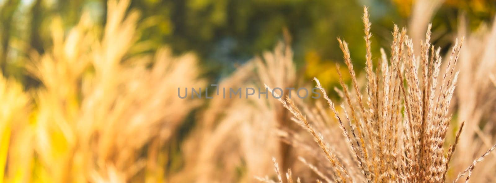 Silver grass flower blowing in the wind. Beautiful spring tall grass flower swaying by blowing wind outdoors. Silver or gold reed grass. Abstract natural 4k video background earth tones