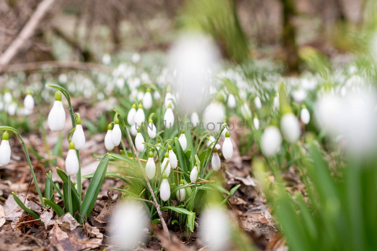 Spring snowdrop snowflake flowers blooms. Snowdrops, Galanthus nivalis, in flower in February. Snowdrops in the forest