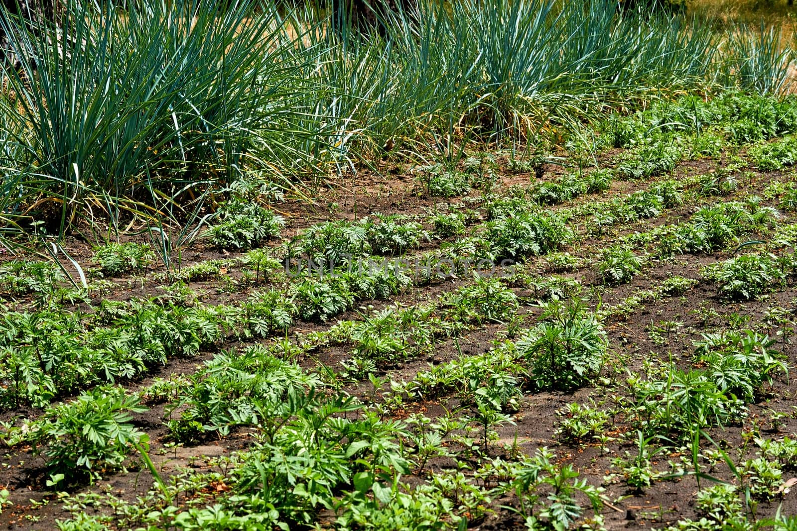a small piece of ground used to grow vegetables, fruit, herbs, or flowers.