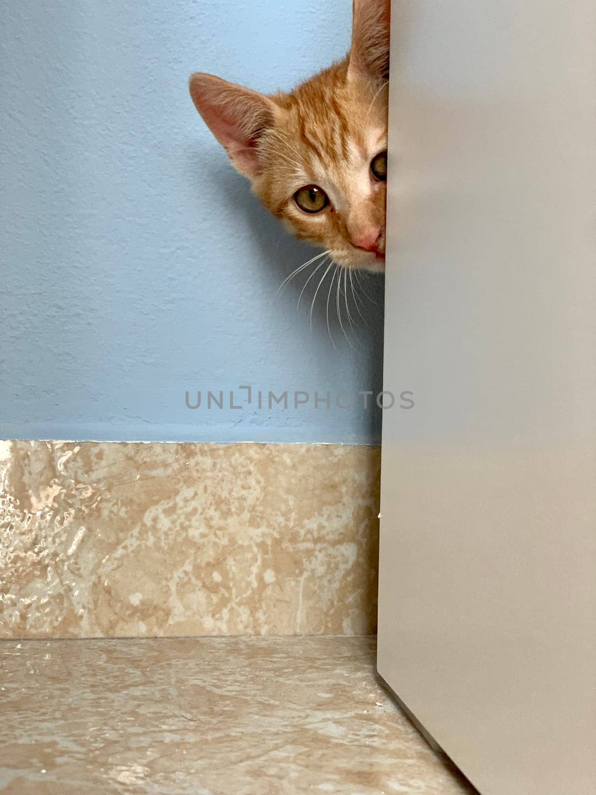 Beautiful red kitten is hiding behind wooden wardrobe. by juliet_summertime