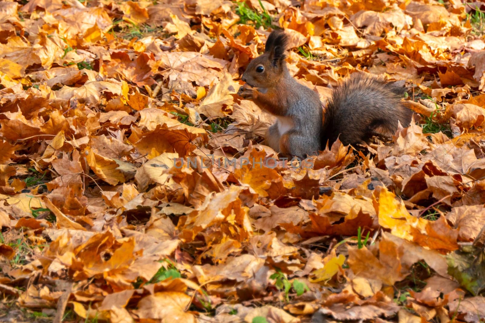 squirrel in autumn. autumn portrait of squirrel, yellow park with fallen leaves, concept autumn nature preparation for winter, redhead little beast in the forest. High quality photo