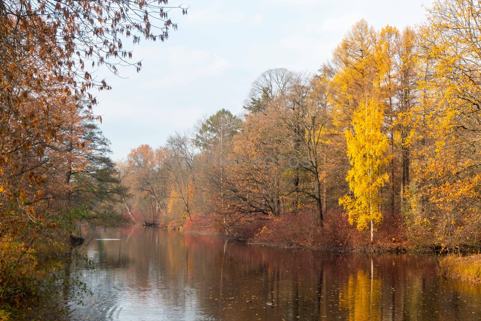 Photo of an autumn landscape. Shore, pond, trees by kajasja