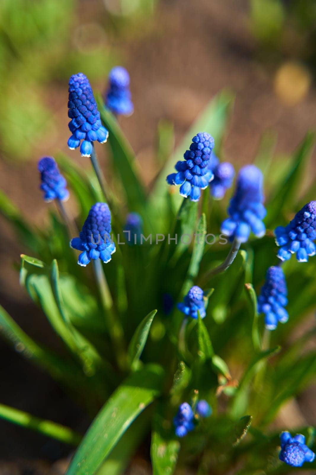 blue hyacinth flower blossom in the summer garden by Try_my_best