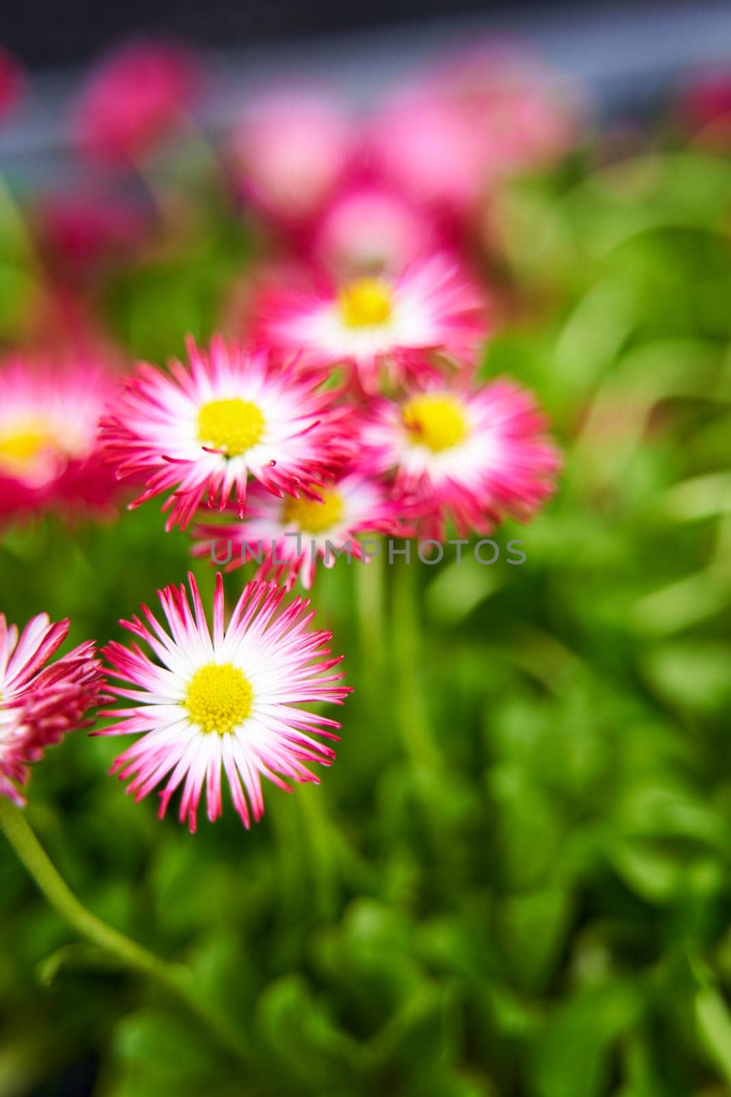 Pink chamomile flower in the green grass.