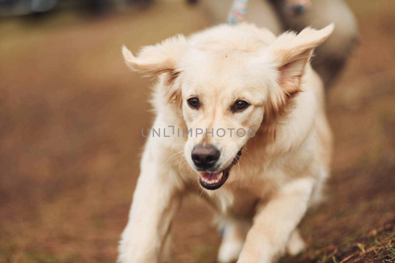 Close up view of cute happy dog that running in the forest with his owner at background.
