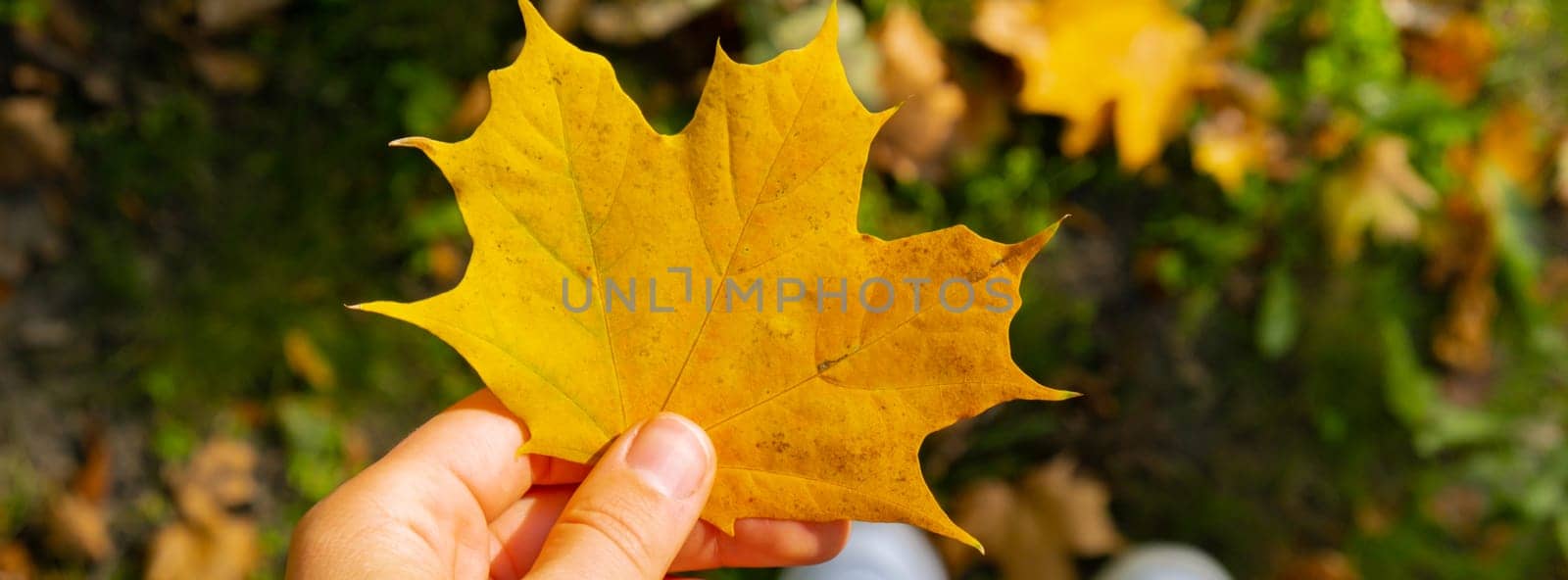 Woman holding Fall autumnal maple yellow leaf next to autumn nature. Unite with nature cottagecore Mindfulness and relax, being mindful, wellbeing, mental health. Girl collects bouquet of autumn leaves in sunny park.