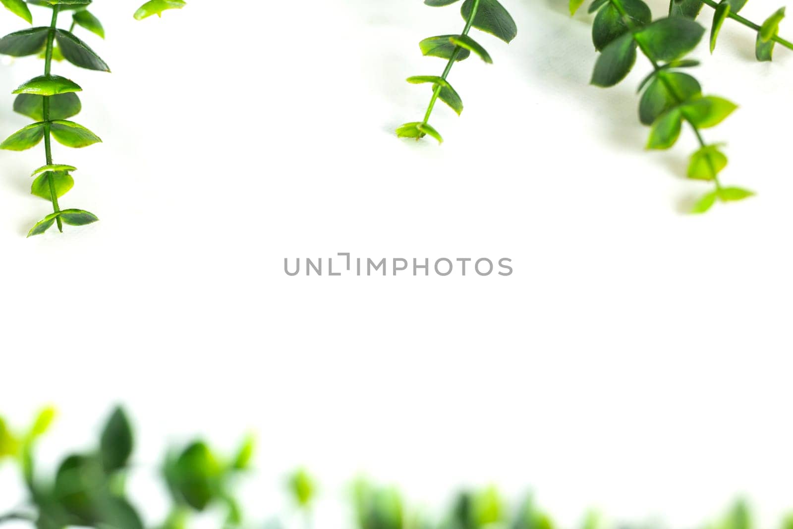 Green leaves border defocus on white background, edge of green plant with copy space. Natural and freshness ecology concept. spring beauty element space for text
