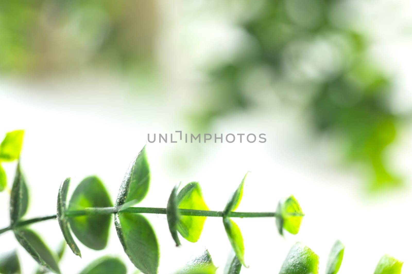 Green leaves border defocus on white background, edge of green plant with copy space. Natural and freshness ecology concept. spring beauty element space for text