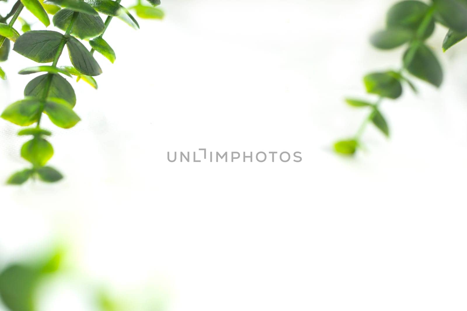 Green leaves border defocus on white background, edge of green plant with copy space. Natural and freshness ecology concept. spring beauty element by Annebel146