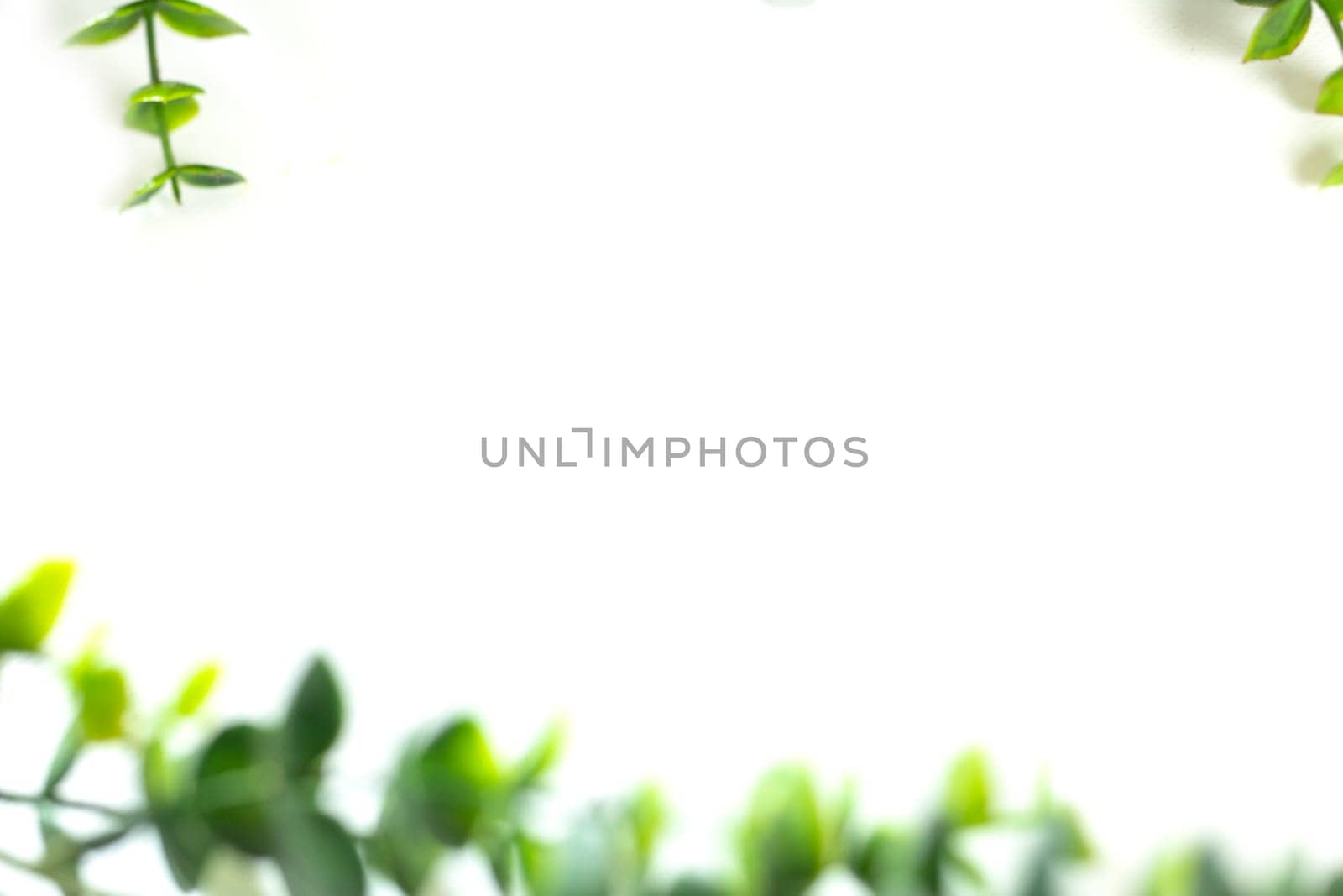 Green leaves border defocus on white background, edge of green plant with copy space. Natural and freshness ecology concept. spring beauty element by Annebel146